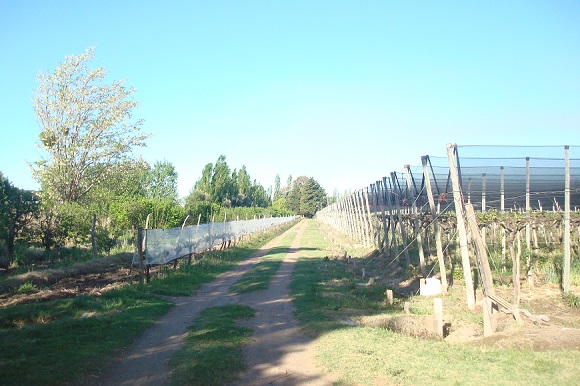 Foto finca